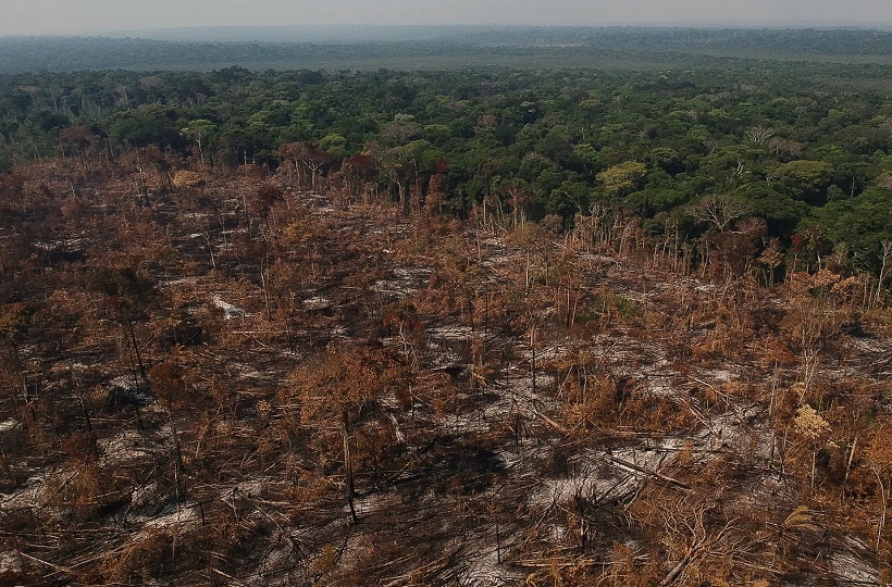 Sự tàn phá rừng ở Amazon: Nguyên nhân, hậu quả và hững điều cần biết