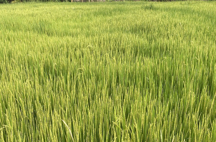 Caritas Phan Thiết: Hạt Gạo Sạch – Ước Mơ Từ Những Cánh Đồng Bình Yên