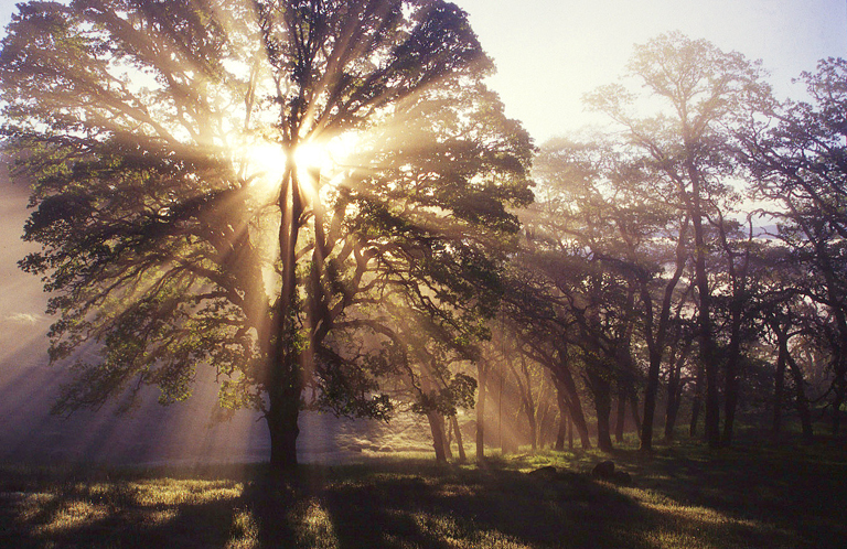 Đức Thánh Cha kêu gọi cầu nguyện trong “Ngày Thế giới cầu nguyện cho việc Chăm sóc Thiên nhiên”
