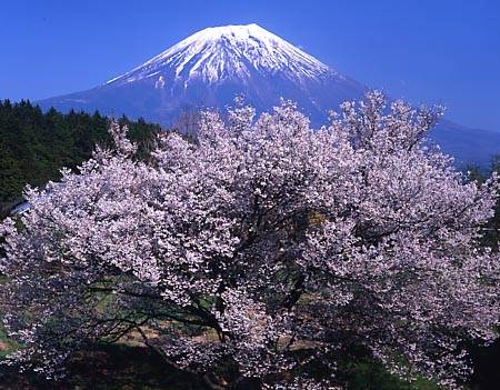 Bốn chuyện lạ ở đất nước Nhật Bản