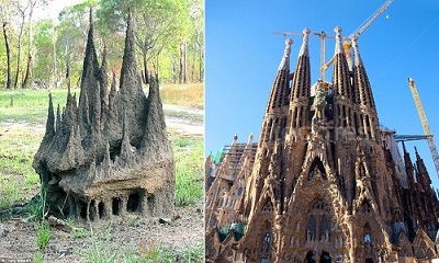 Gò mối ở Australia giống vương cung thánh đường Sagrada Familia ở Barcelona, Tây Ban Nha