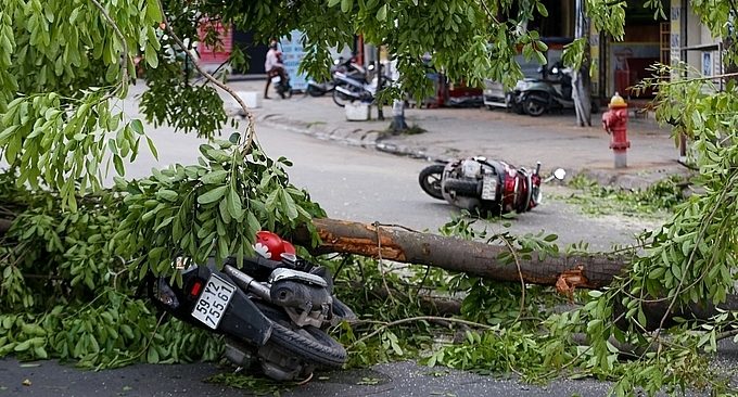 Giông lốc dữ dội ở Sài Gòn quật đổ cây lớn, giật tung biển hiệu