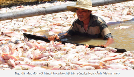 Cá chết trắng trên sông La Ngà, nông dân gánh thêm chi phí thu vớt cao ngất ngưởng